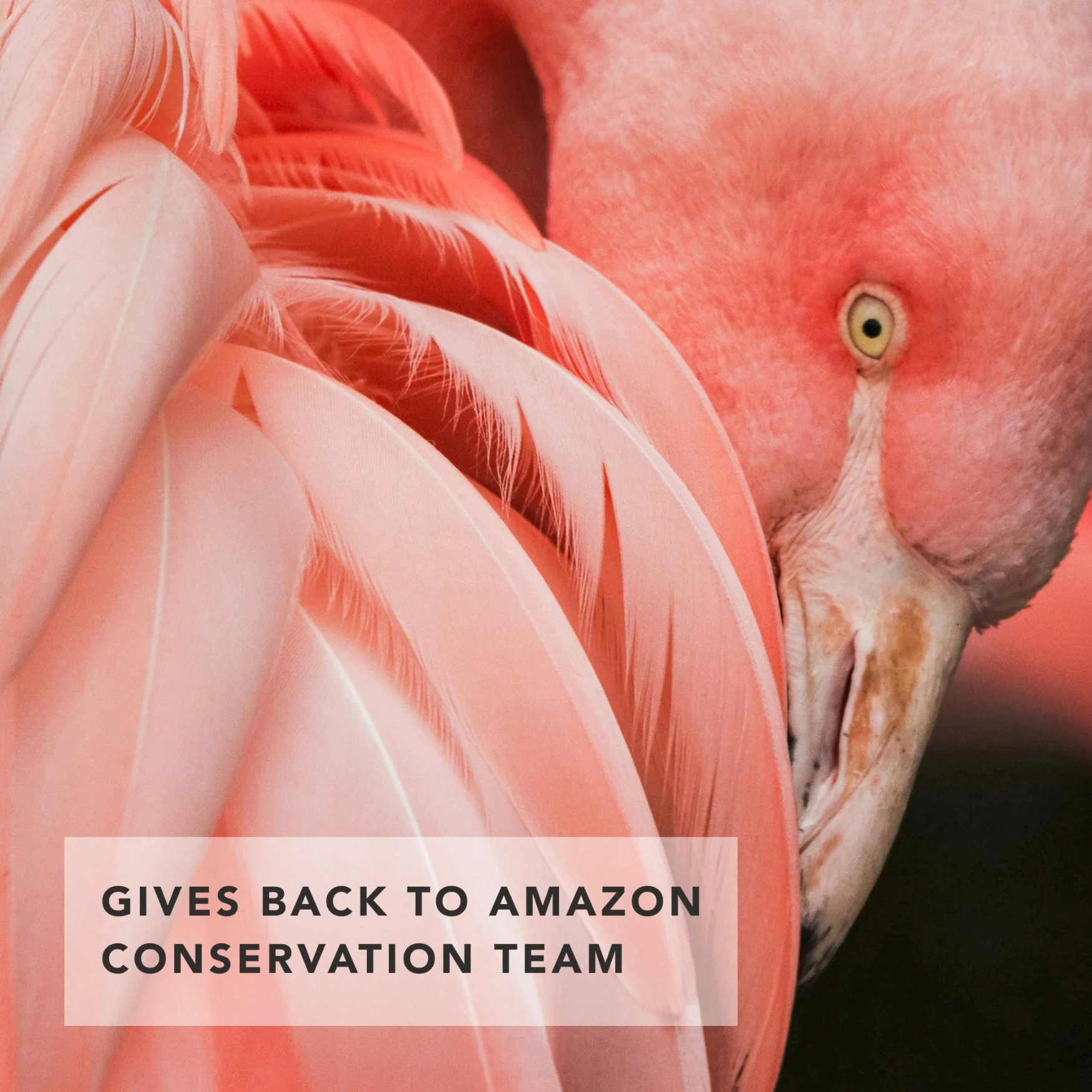 Flamingo Lip Chic - Camu Camu - Image 5