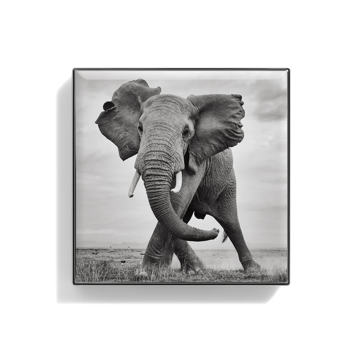 Luminescent Eye Shade Elephant 2g
