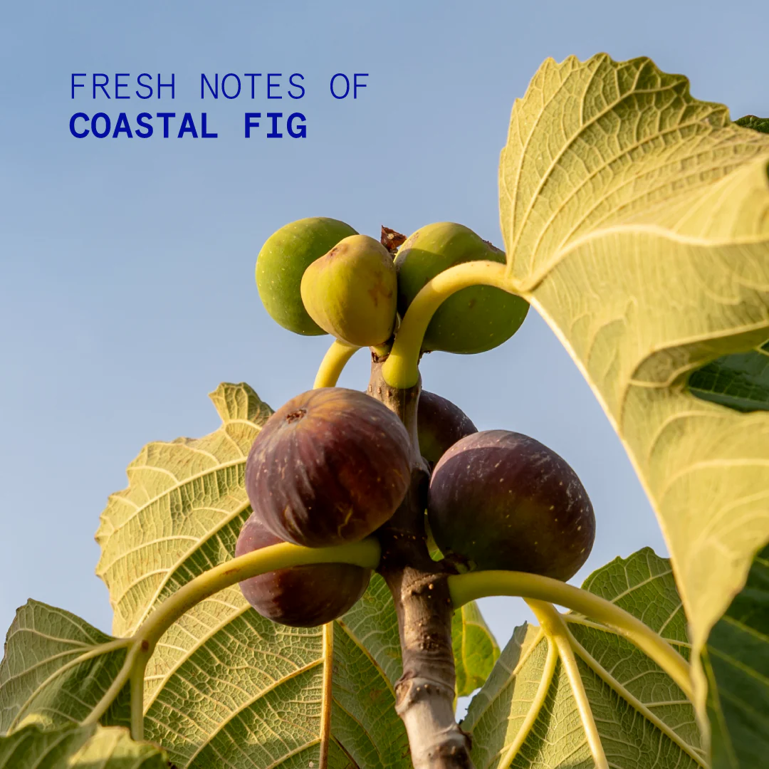 Coastal Fig Hand Cream 50ml - Image 3